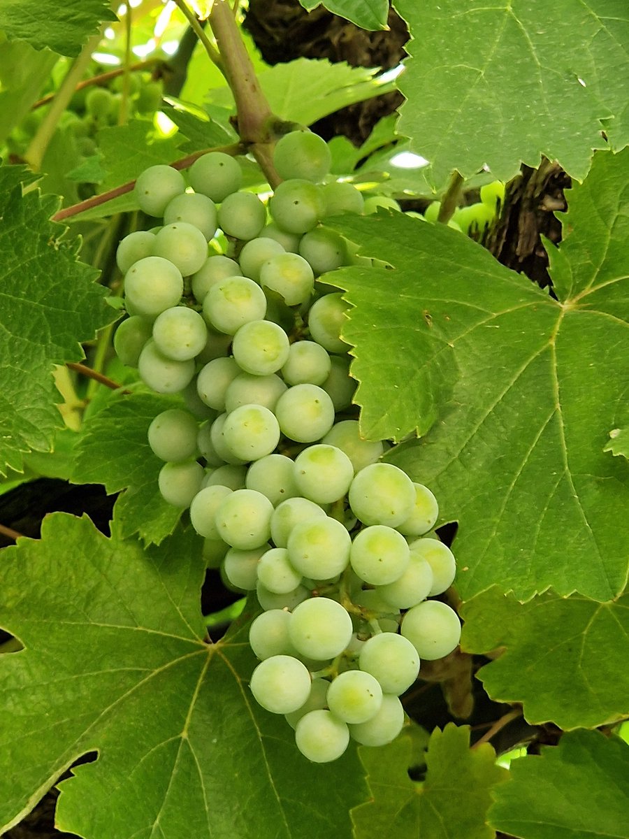 José L Ben (@bengeologist) on Twitter photo 