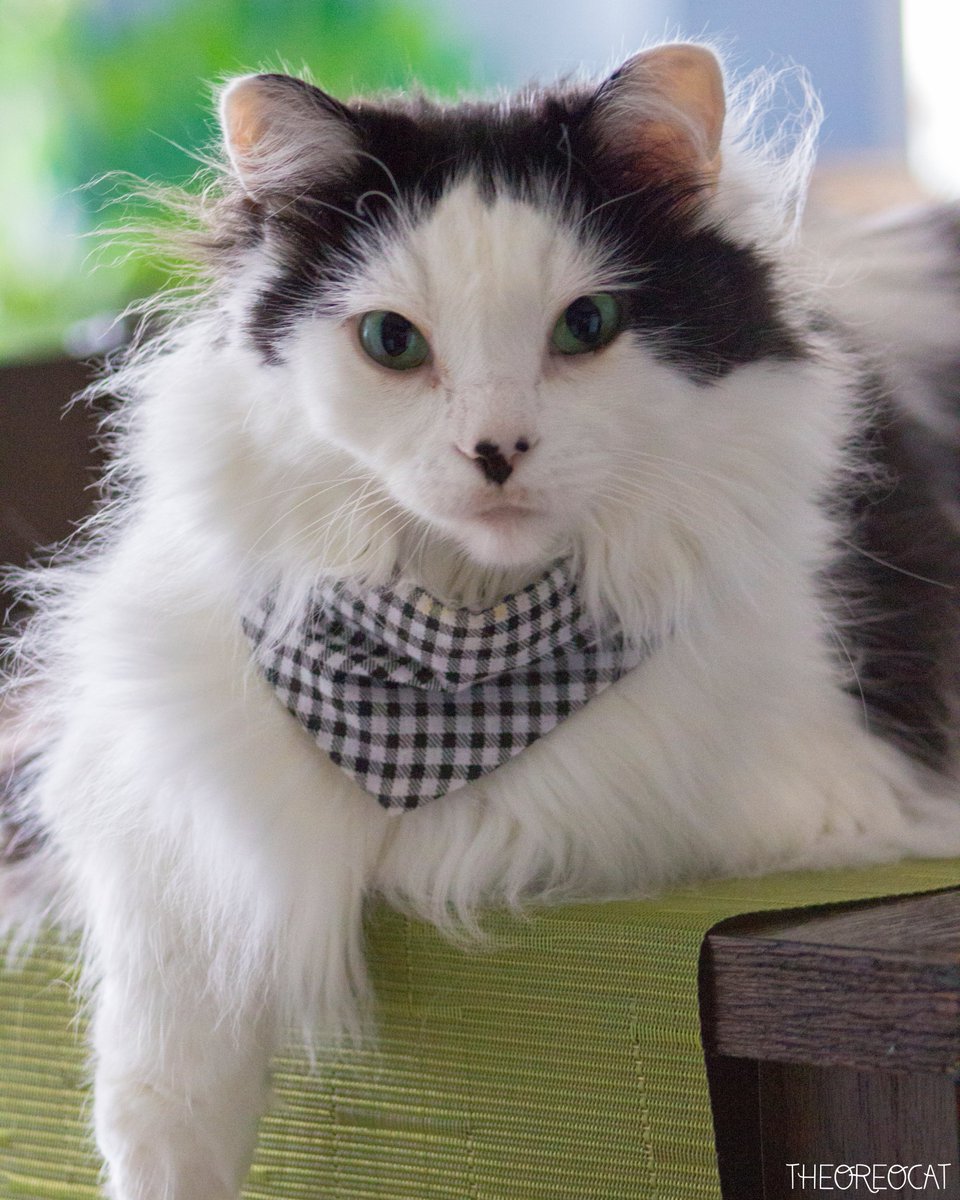 "When going out for lunch with friends, always sit next to the one who talks the most. They never have time to finish their french fries." ~ Oreo 🍟

#BitesFromBeyond #theoreocat #CatsOfX