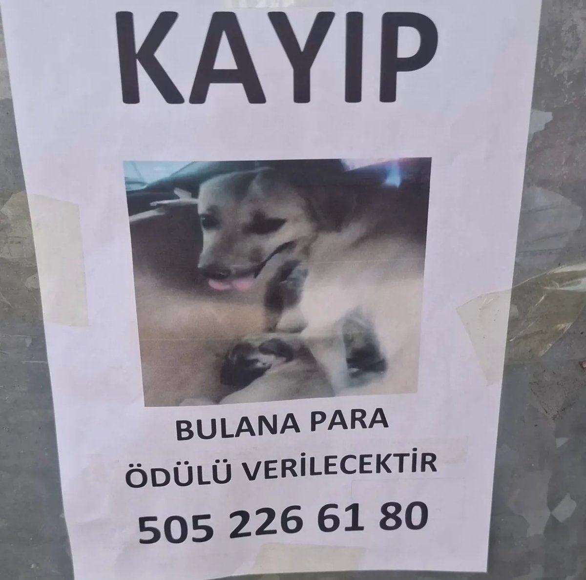 Sivas’ta şiddet gören Mucizenin annesi ne yazık ki KAYBOLMUŞ ⚠️ 

Gören duyan olursa para ödülü verilecek !! 

Sivas’ta yaşayan vatandaşlara duyurulur 📣