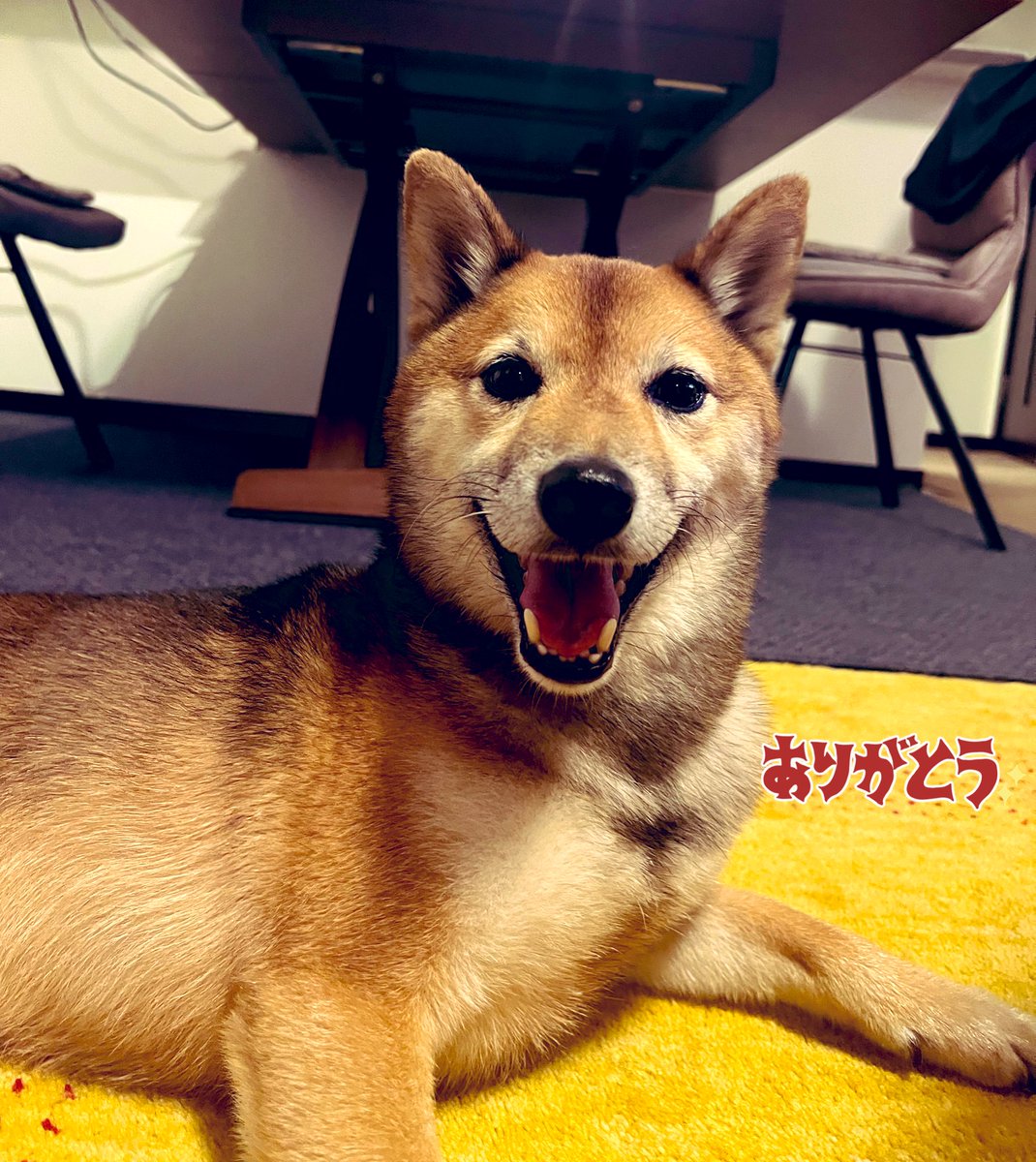 GT第3戦優勝記念ポスタープレゼントのポスト、僕へのコメントもあって嬉しかったワン🐕一人一人お返事できなくてごめんなさい
また何か企画するよ
By Halu
#Supergt
#柴犬