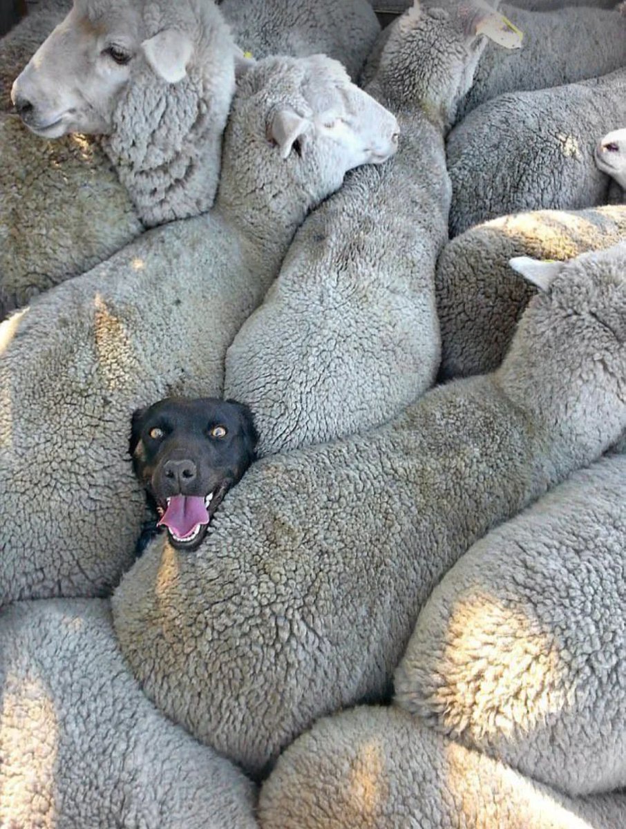 AMAZlNGNATURE's tweet image. i yearn for this level of existential fulfillment 😂