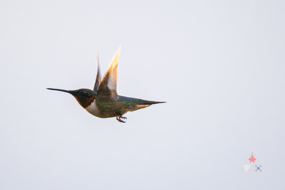 All summer I have been trying to capture the near impossible to get a Hummingbird in near level flight.  Last night I had limited time at sunset before storms set in.  My ultimate goal was to capture one head on.  I can't believe it!!!

It's only impossible if you don't try....