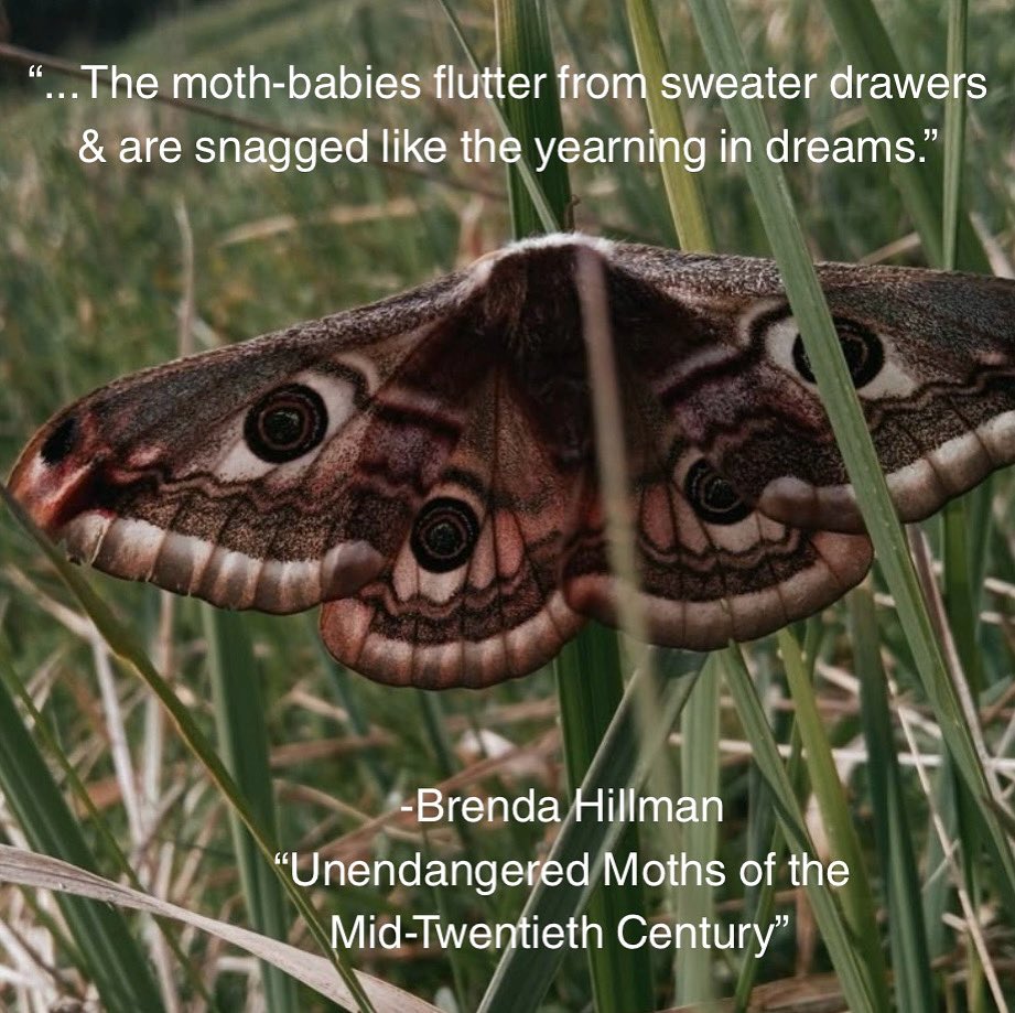 Poetry feature of the week from Brenda Hillman’s poem, “Unendangered Moths of the Mid-Twentieth Century”! Love the use of a moth as a motif! 

#poetry #poem #moths #booktok