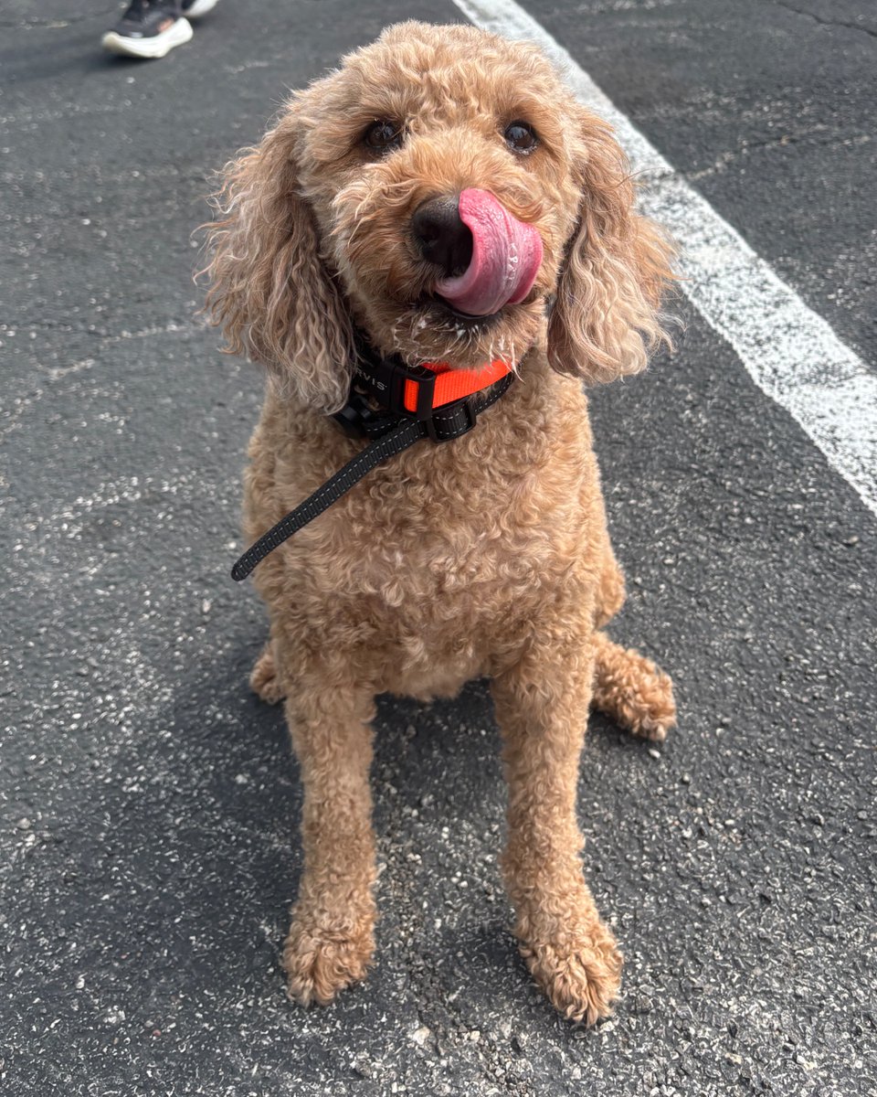 WWT Raceway (@wwtraceway) on Twitter photo Happy 6th Gotcha Day to the goodest boy on track! ๐พ
<a href="/GatewayStanley/">Gateway Stanley</a>'s been stealing hearts (and snacks) at the Raceway for 6 years now. Help us wish our favorite four-legged team member a paw-some day! ๐๐ถ๐ Happy 6th Gotcha Day to the goodest boy on track! ๐พ
<a href="/GatewayStanley/">Gateway Stanley</a>'s been stealing hearts (and snacks) at the Raceway for 6 years now. Help us wish our favorite four-legged team member a paw-some day! ๐๐ถ๐