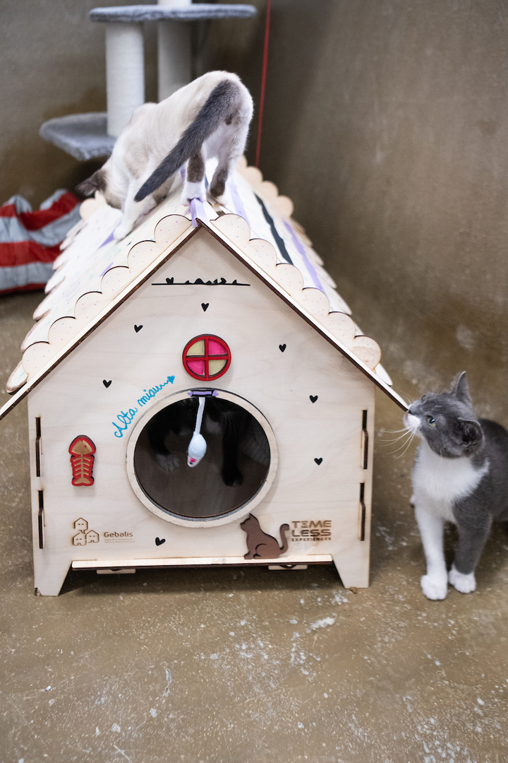 CamaraLisboa's tweet photo. 🐾 A Casa dos Animais de Lisboa recebeu 12 abrigos para gatos, doados pela Gebalis e construídos pelos seus colaboradores. Uma iniciativa que reforça o bem-estar dos felídeos que vivem na CAL.
ℹ https://t.co/Y1JqyGnw2G
#Lisboa #BemEstarAnimal #Gebalis https://t.co/JYLNMNbOEr