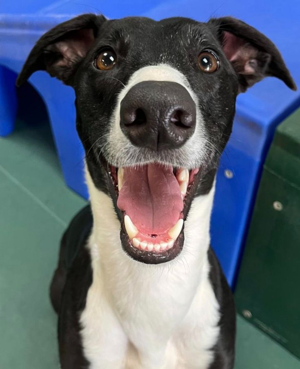 You still have time to order Scarlett or Sully treats from the Greyhound Coffee Company! When you do, the Greyhound Coffee Company sends $5 per bag to GALT. Order here:  greyhoundcoffeecompany.com/products/meet-…   #Greyounds #TheGreyhoundCoffeeCompany