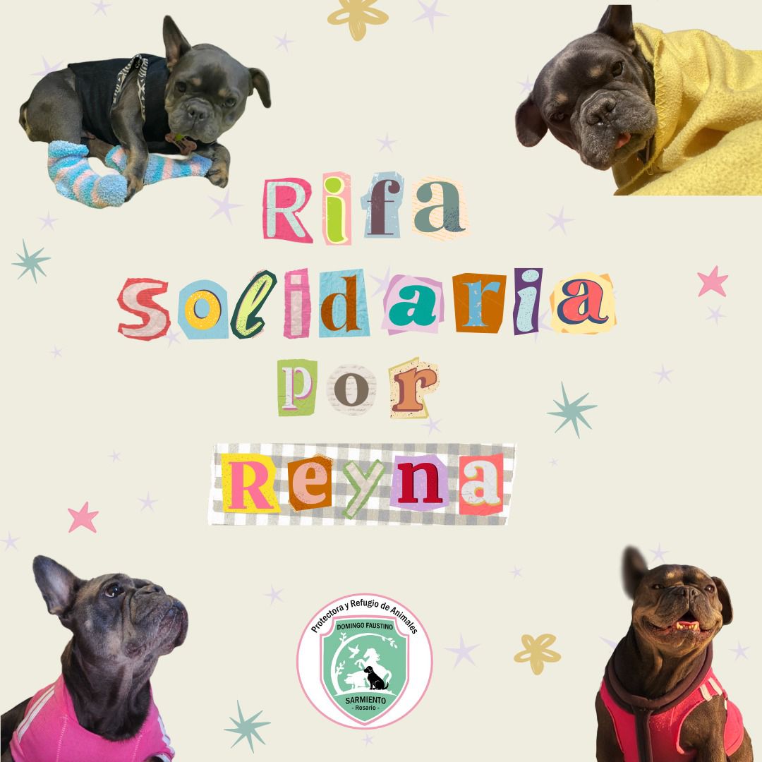 Hicimos esta rifa solidaria por Reyna 🐶💛

Fue rescatada de un criadero y necesita una cirugía de columna urgente para poder volver a caminar.
Si podés colaborar nos ayudás un montón 🙏

1 número $5.000
2 números $8.000
Alias: Caro.sarmientitos

instagram.com/p/DMrGZk9NThN/…