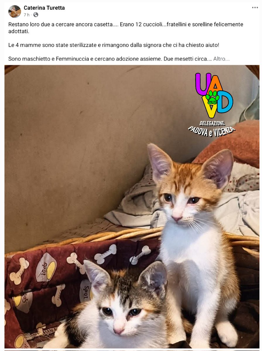 maschietto e femminuccia e cercano adozione assieme. Due mesetti circa. 
#cuccioli #cercafamiglia 
In stallo a Veggiano (PD)
#uadapadova 
Contattate Antonella Riondato 349 863 4029