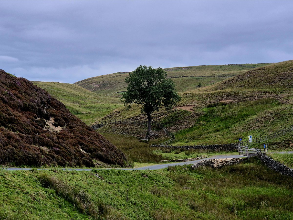 <a href="/McdTree/">Tree</a> <a href="/TreeClubWood/">TreeClubWood</a> <a href="/WoodlandNomad/">TC🌳</a> #TreeClub <a href="/VNYorkshire/">North Yorkshire!</a> 
I know it will never be Sycamore gap, but we have this one..not too sure what the tree is, but next time I pass I'll get tve book out ⭐️🌳🤠