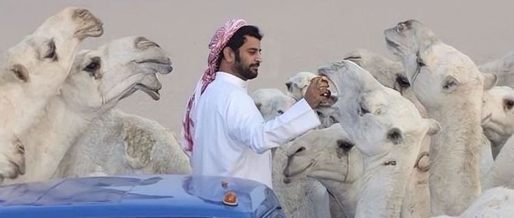 عوّدت عوج الضّماير على طاري غلاه
كنّها ميلاف ذودٍ على الصوت انكفت

- هشّال الحربي