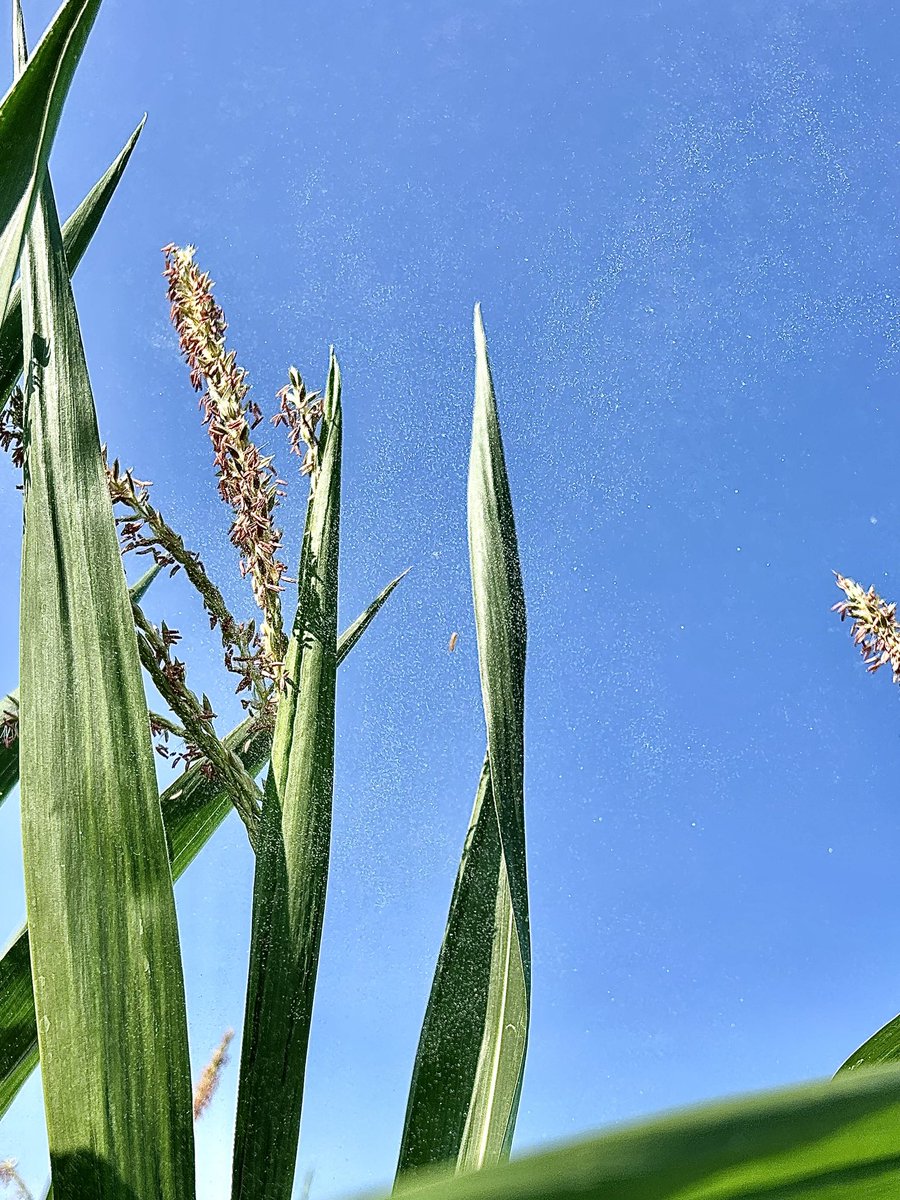 Now is the perfect time to take advantage of our on-farm plots! Each day, we check on pollination and flowering time of our corn and soybean varieties. This hands-on research grows our understanding of each variety, so we can better help you find the perfect fit for your farm!
