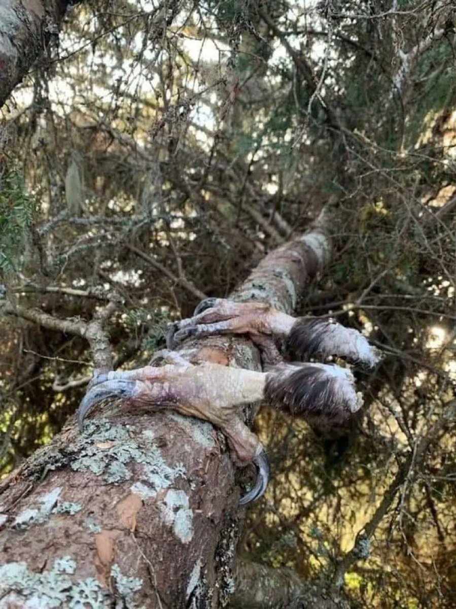 HelenasGuide's tweet image. La cara más brutal de la Madre Naturaleza que pocos se atreven a mirar.

10 momentos no apto para sensibles. 🧵

1. Restos de las garras de un pájaro que murió congelado en un árbol.