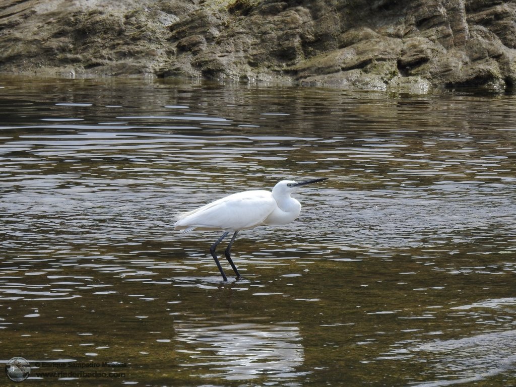 Garzota / Garceta / Egretta garzetta