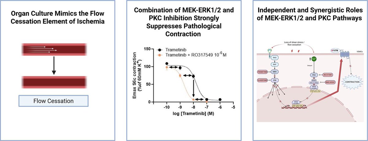 JMCC Plus (@jmccplus) on Twitter photo Kazantzi et al show that #MEK–ERK1/2 and #PKC pathways independently and synergistically modulate ETB receptor upregulation under flow cessation. These signalling axes may be promising targets for #cerebrovascular disease.
<a href="/UCPH_Research/">University of Copenhagen Research</a>
sciencedirect.com/science/articl… Kazantzi et al show that #MEK–ERK1/2 and #PKC pathways independently and synergistically modulate ETB receptor upregulation under flow cessation. These signalling axes may be promising targets for #cerebrovascular disease.
<a href="/UCPH_Research/">University of Copenhagen Research</a>
sciencedirect.com/science/articl…