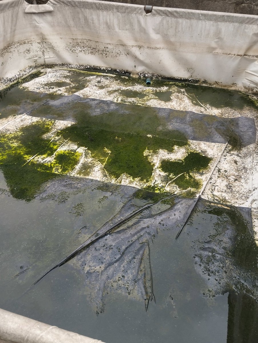 Sinnermann 🫠 tweet media