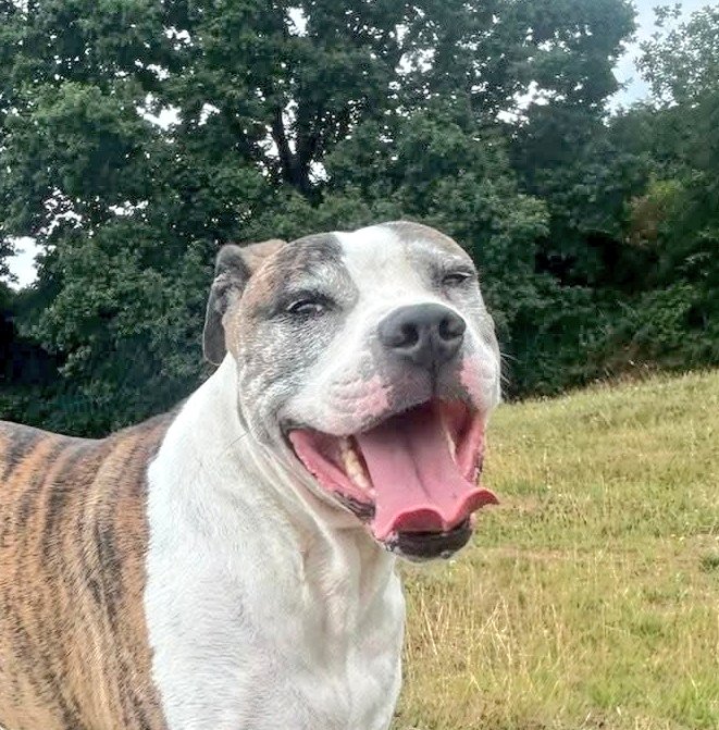 Good morning Staffy Lovers!
Our beautiful big boy Wallace ere for #tongueouttuesday He's hoping that someone will notice his handsome self and open their heart and home to him 🙏 🏡 
Please share today to get him noticed, thanks 😊 seniorstaffyclub.co.uk/adopt-a-staffy… #teamzay #AdoptMe #dogs