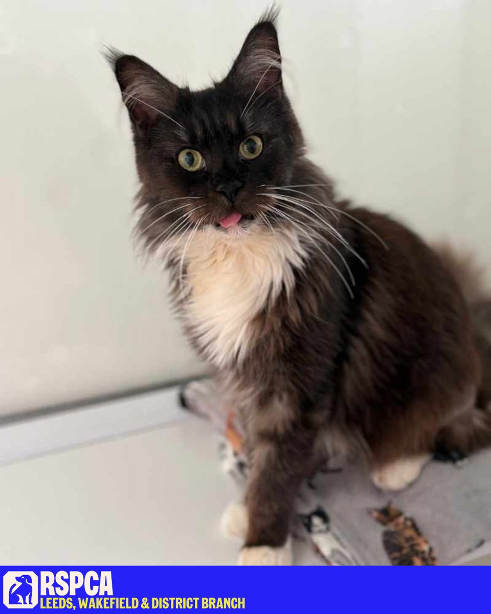 RSPCA Leeds & Wakefield (@rspcaleedswakey) on Twitter photo ๐Happy #TongueOutTuesday from Tiana!๐
Tiana is a sweet girl whoโs had a tough start. Before she came into our care, she lived in very poor conditions and was kept indoors with no access to fresh air or sunshine. She is now looking for her forever home: rspcaleedsandwakefield.org.uk/cats/tiana/ ๐Happy #TongueOutTuesday from Tiana!๐
Tiana is a sweet girl whoโs had a tough start. Before she came into our care, she lived in very poor conditions and was kept indoors with no access to fresh air or sunshine. She is now looking for her forever home: rspcaleedsandwakefield.org.uk/cats/tiana/