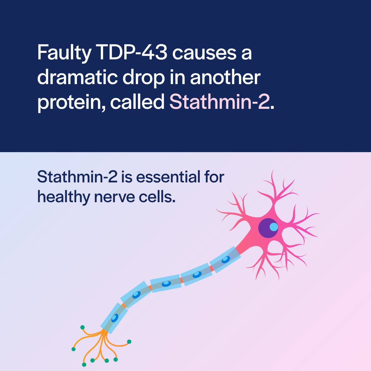 LifeArc (@lifearc1) on Twitter photo Could motor neuron disease (MND) be treated with a simple oral drug? 💊
With funding from us, <a href="/UKDRI/">UK Dementia Research Institute</a> researchers at <a href="/ucl/">UCL</a> are testing 2 compounds that boost Stathmin-2. This protein is key to nerve cell health and could restore function in nerve cells affected by MND and FTD. Could motor neuron disease (MND) be treated with a simple oral drug? 💊
With funding from us, <a href="/UKDRI/">UK Dementia Research Institute</a> researchers at <a href="/ucl/">UCL</a> are testing 2 compounds that boost Stathmin-2. This protein is key to nerve cell health and could restore function in nerve cells affected by MND and FTD.
