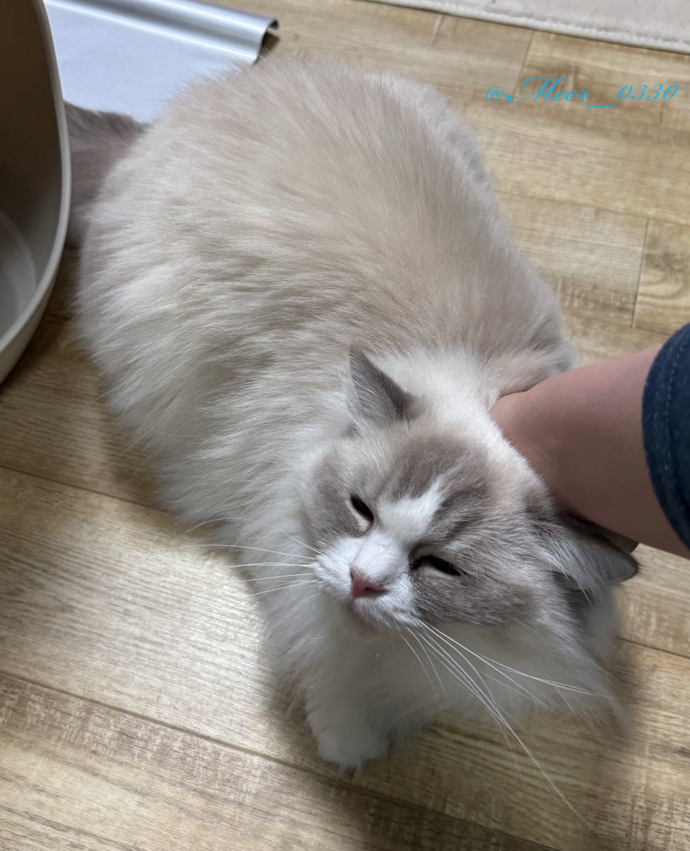 もっとなでてー

#ねこかわいいね #ラグドール