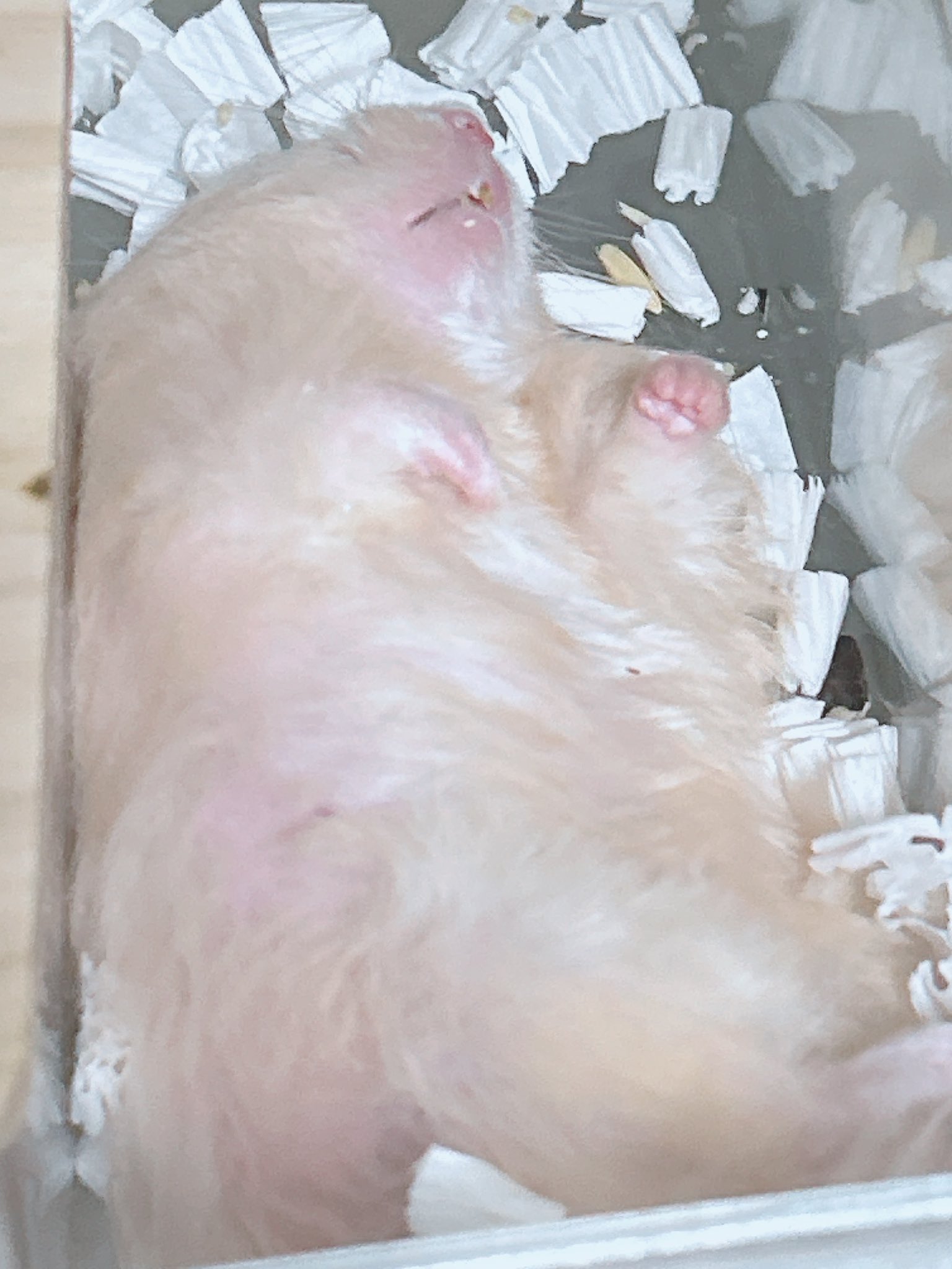 ふわふわもふもふ もふもふの飼い主 on X: 
