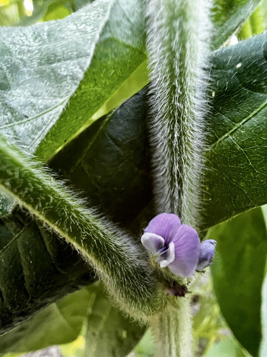 【大豆の花が咲きました】こんばんは。雨が全く降らずに困っていますが、自社農場の大豆畑を見に行くと、小さな小さな大豆の花が綺麗に咲いていました。花言葉は『必ず来る幸せ』『可能性は無限大』。ひっそりと咲きながらも、力強く育つその姿に似合う素敵な花言葉です。