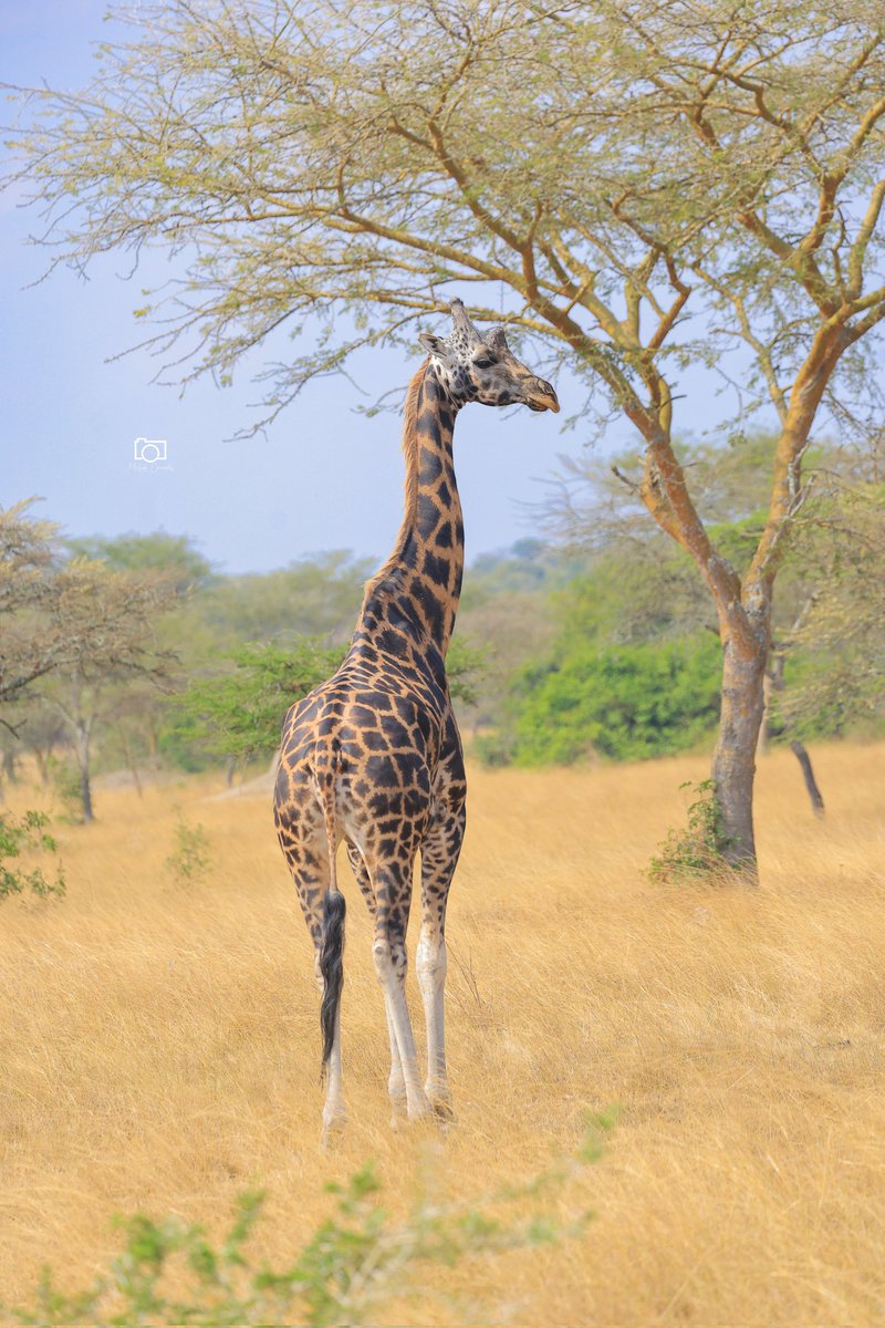 It takes 0$ to repost my work .