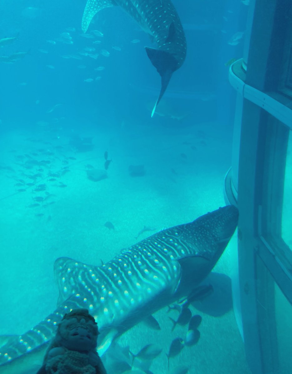 にゃむむちゃんと海遊館行ってきましたー！