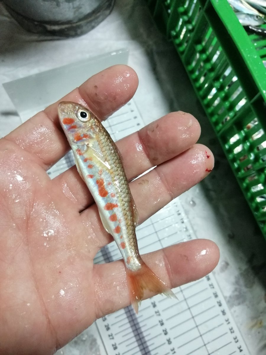 BÜTÜN PLAN ŞU MİNİCİK BALIĞI AVLAMAK!

İki tip balıkçı var: 
Biri ekmeğini denizden çıkaran, çileli, balıkçılığı kendi kültürü gören, sadece cebini değil, denizi de düşünen. Bu grup, balıkçılığın sürdürülebilirliğinden yana. Sayıları çok yüksek hemen hemen toplam balıkçının yüzde