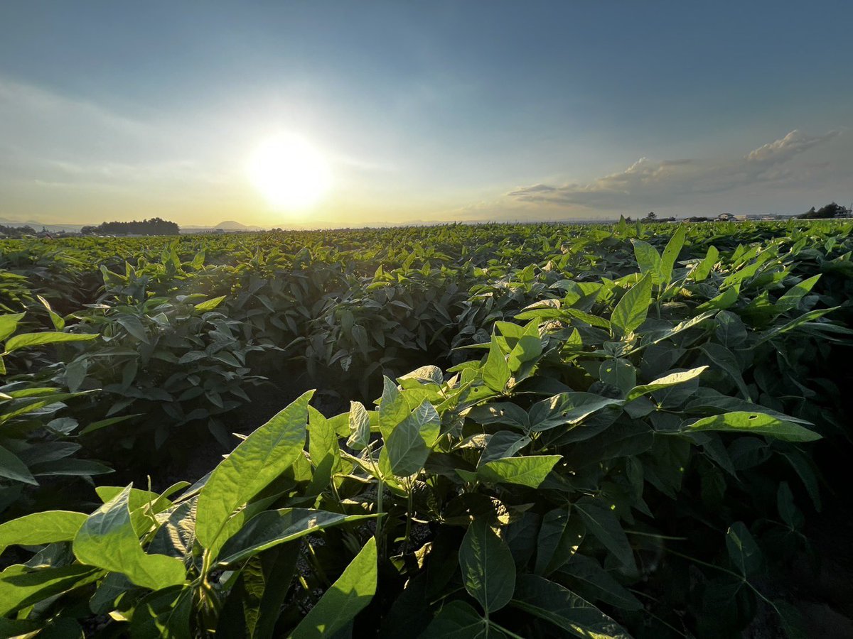 【力強く育つ】夕方、自社農場の大豆畑を確認に。先日も来ていますが一気に伸び、腰ほどの高さにまでなりました。とても、美しい緑が一面に広がっています。この大豆、今年も無事収穫出来れば、来年の味噌に使用します。雨が降らず厳しいところですが、このまましっかりと育ってくれることを願います。