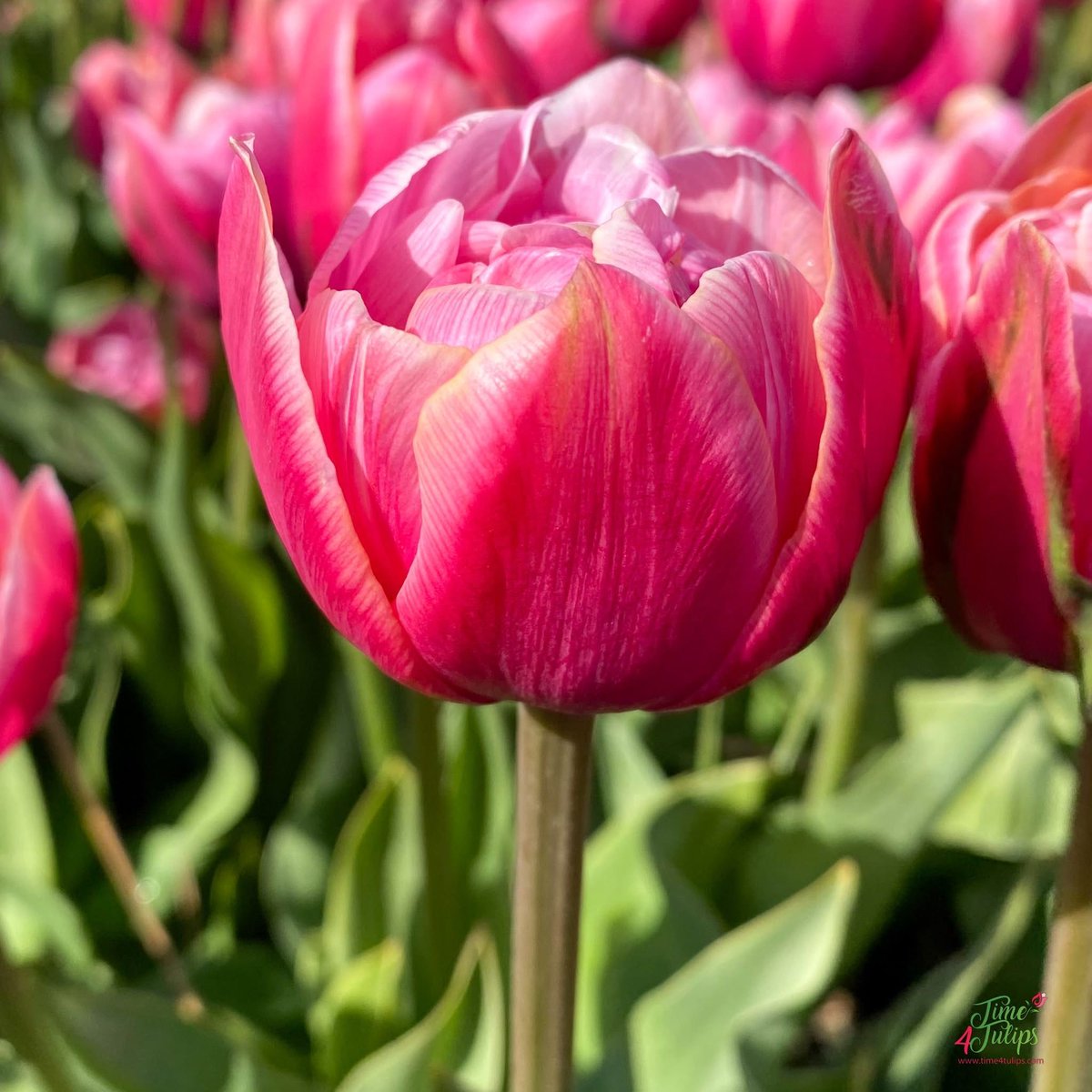 🌷Pink Cameo, an elegant Tulip because of her warm pink color with a hint of apricot.

#time4tulips #tulipgarden #tuliplove #gardeninspiration #flowerphotography
