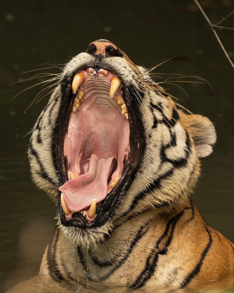 One of a kind 🐅

Did you know each tiger’s stripes are as unique as a human fingerprint? 

#EarthCapture 📸 by Shaurya Reshamwala