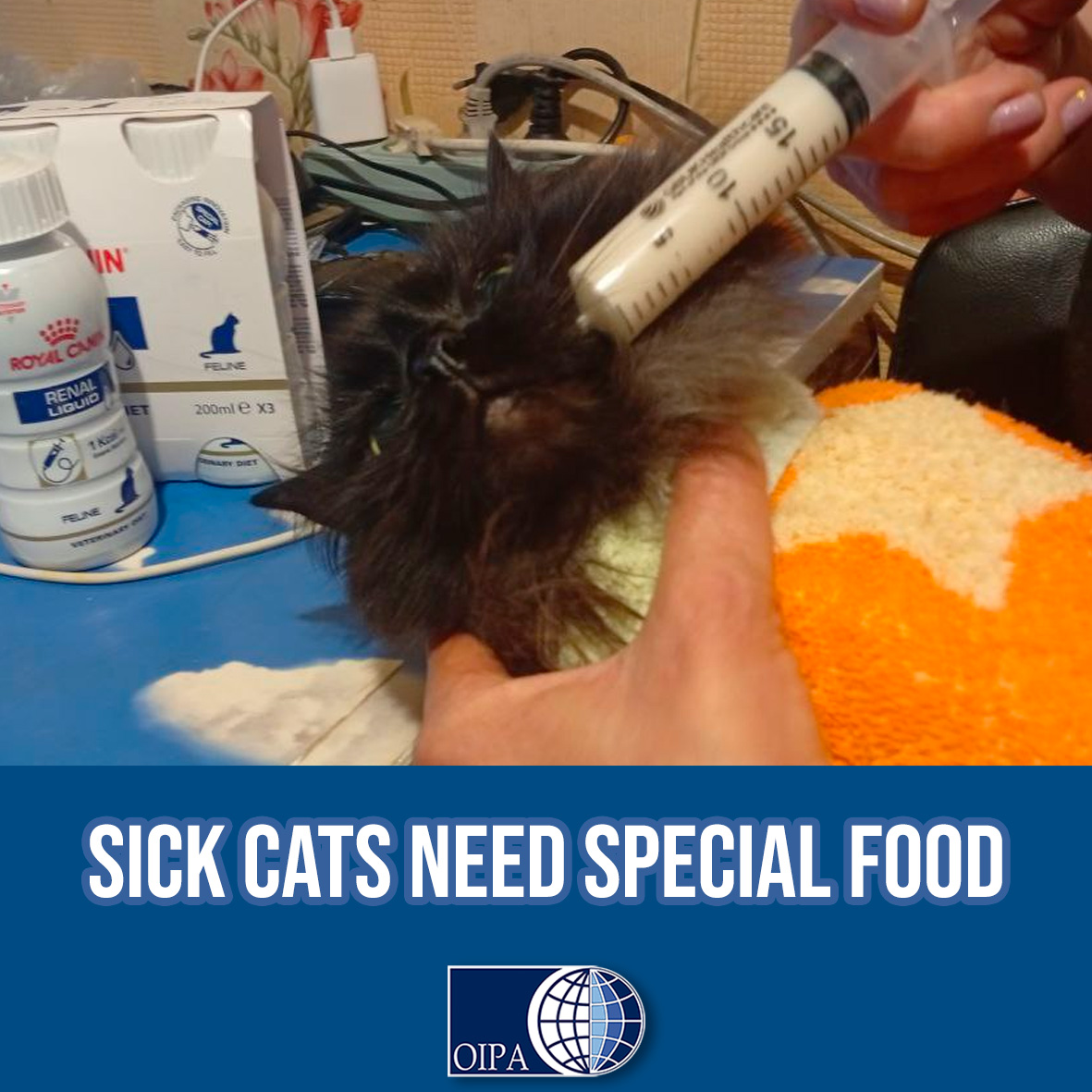 We urgently need your help. We need to buy special medical food.  

🩺 The “Life” Foundation in Ukraine is seeking assistance. Some of their sick cats, during the most critical stages, are unable to eat on their own.  

Give a meal to these souls 👉oipa.org/international/…