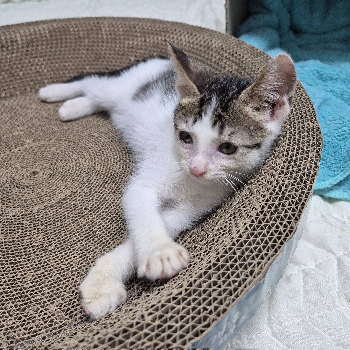 진짜루 이렇게 마르고 조그맸는데 잘커서 배통통 복실복실 고앵이가 되다니.... 🥹 #고양이입양