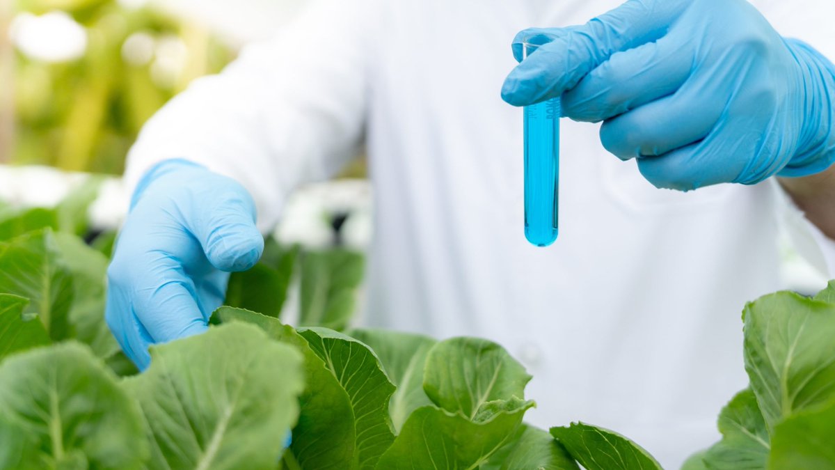 Market_Reports's tweet image. 🌱 Farmers worldwide are turning to #biopesticides that #ProtectCrops while preserving the environment. With global demand for organic produce and clean-label foods skyrocketing, the #BiopesticidesMarket is thriving: bit.ly/3HbrhxY

#OrganicAgriculture #EcoAgTech