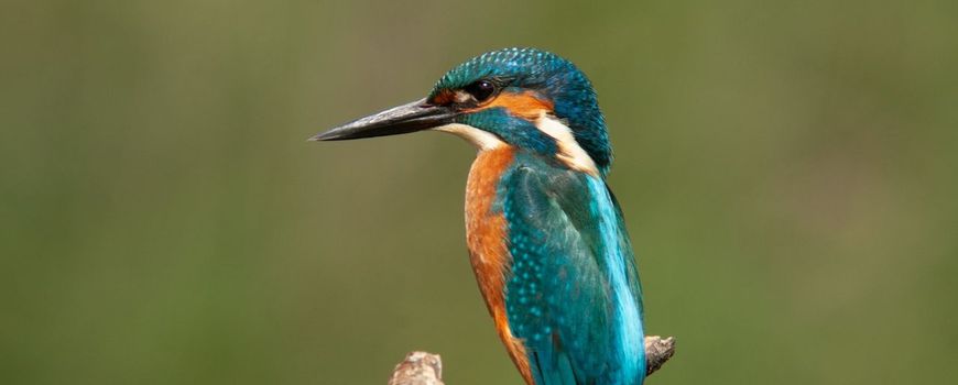 ‘Vogelen’ op de universiteit: Ook studenten, misschien wel juist studenten, moeten af en toe uit hun hoofd. Ze moeten naar buiten, mist voelen, met de voeten in de blubber, vogels horen, verbazen, balen of verwonderen. Daarom geven docenten Joris Buis en… dlvr.it/TM9fXj