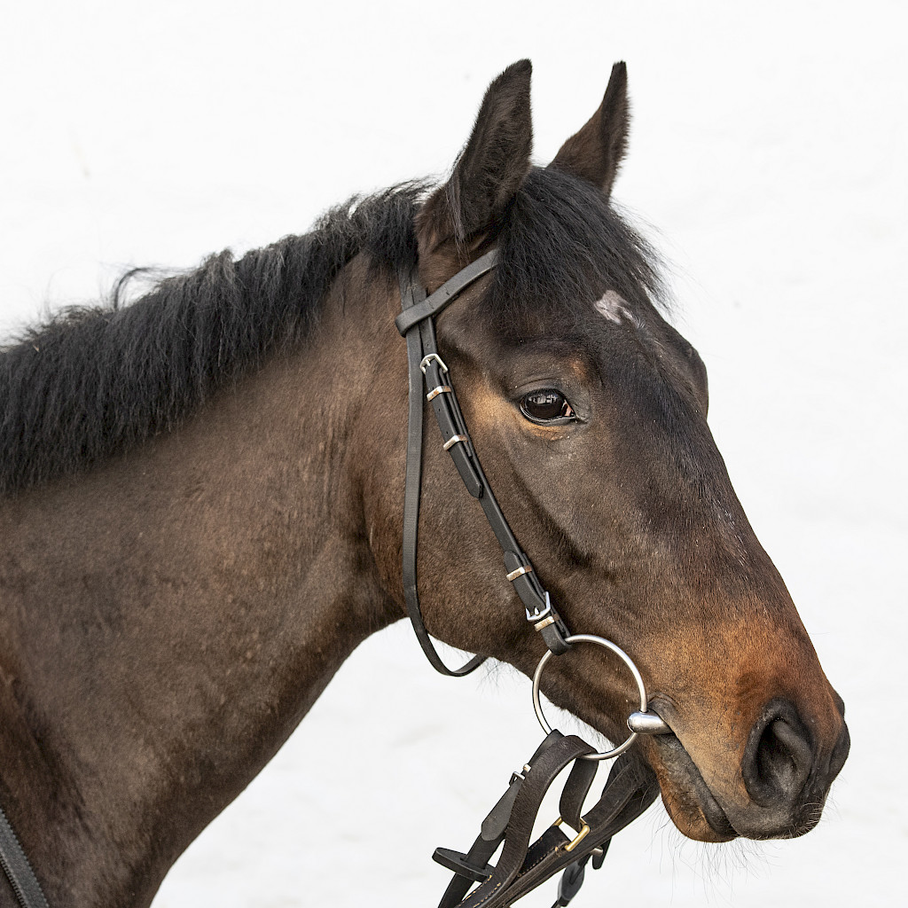 Four runners today with Brazilian Belle and Mayberry Moon at <a href="/Beverley_Races/">Beverley Racecourse</a>, followed by Magistery and Homeland at <a href="/RiponRaces/">Ripon Races</a> tonight. Good luck to connections