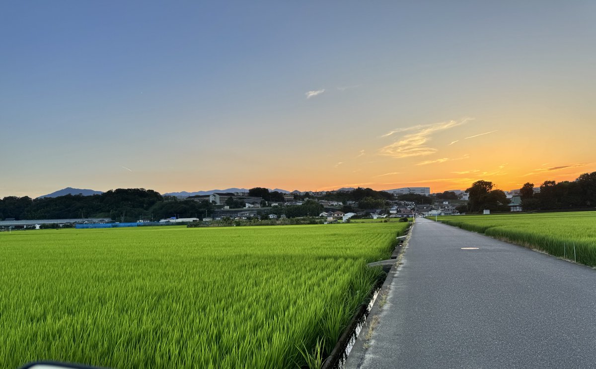 帰りの田んぼ道が良い感じ
稲の良い香りがした