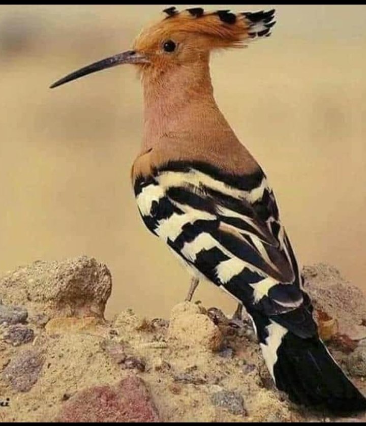 ✨Noor Kamal ✨فتكات هانم ✨ (@medanoor33) on Twitter photo كان هدهد سليمان منضبط بنقل الأخبار فلم يقل سمعت بل قال{وجئتك من سبأ بنبأٍ يقين} لم يتسرع نبي الله سليمان
كما نفعل نحن اليوم مع علمه بأن الهدهد لم يجرء على الكذب
بل قال{سننظر أصدقت أم كنت من الكاذبين}
انتبه! علينا قبل ان نتكلم أو ننشر التأكد من صحته وفائدته
#راقت_لي
<a href="/aslya333/">Noor kamal✨✨فتكات هانم ✨</a> كان هدهد سليمان منضبط بنقل الأخبار فلم يقل سمعت بل قال{وجئتك من سبأ بنبأٍ يقين} لم يتسرع نبي الله سليمان
كما نفعل نحن اليوم مع علمه بأن الهدهد لم يجرء على الكذب
بل قال{سننظر أصدقت أم كنت من الكاذبين}
انتبه! علينا قبل ان نتكلم أو ننشر التأكد من صحته وفائدته
#راقت_لي
<a href="/aslya333/">Noor kamal✨✨فتكات هانم ✨</a>