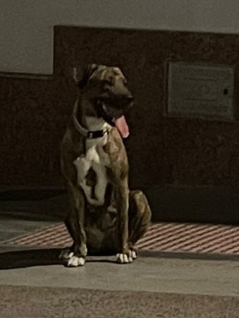 ATENCIÓN ANTEQUERA!!
Esta perrita atigrada lleva varios días deambulando por las calles de #Antequera 
Necesitamos una casa de acogida para poder ayudarle, y sacarla de la calle.
CONTACTO: Arca del Torcal móvil 637 17 60 58 (WhatsApp).