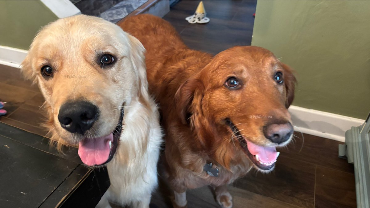PghGoldens's tweet image. We see that you are eating food. Did you know that we also like food? #TongueOutTuesday #GRC #SharingIsCaring #SecondBreakfast? #VeryHungry 

#DogsOfTwitter #DogsOfBlueSky #DogsOfInstagram #DogsOfThreads #GoldenRetrievers #PghGoldens