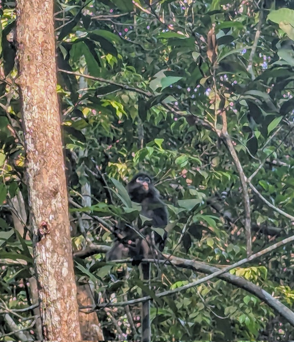 дико извиняюсь, но это очковый тонкотел, и он endangered
en.wikipedia.org/wiki/Dusky_lea…