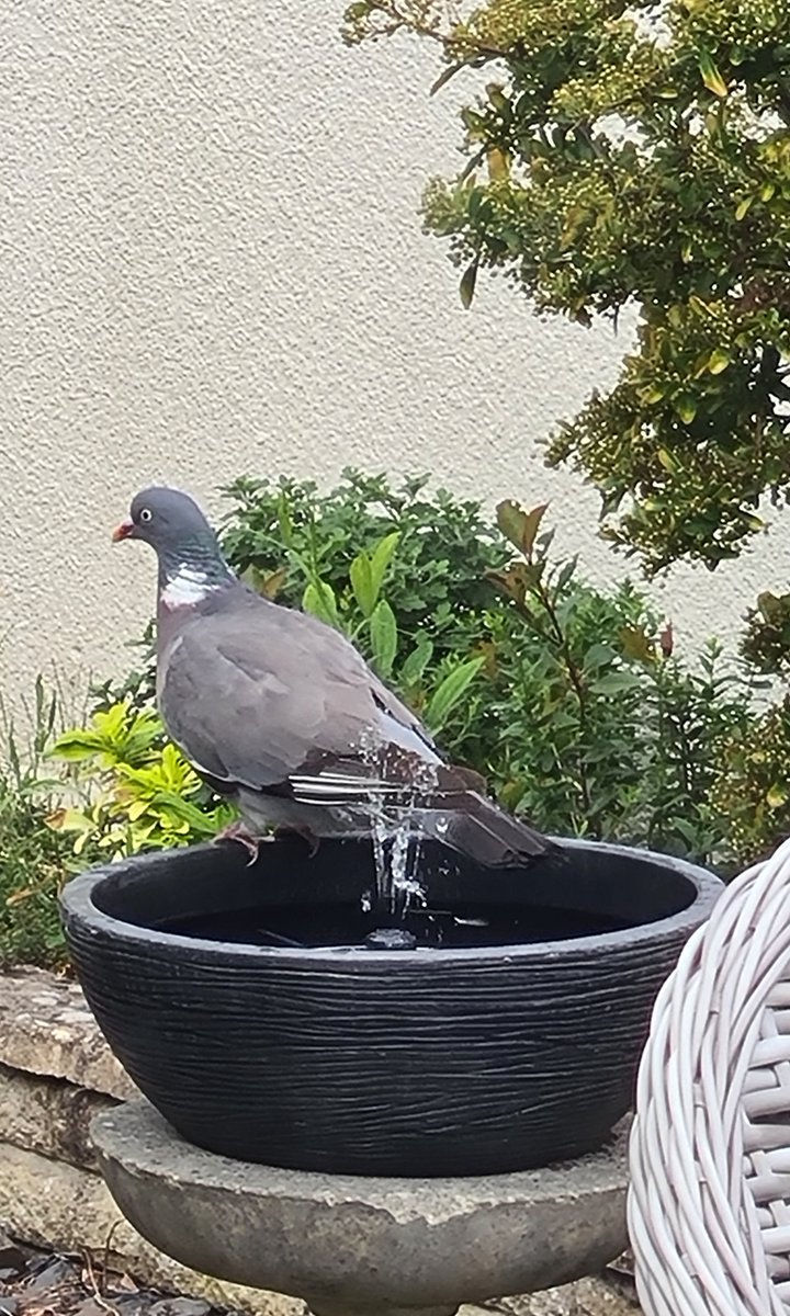 Come on down gang - they've got a bidet!