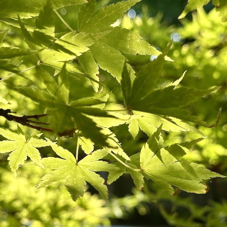 A haunting pocket of summer: alanilagan.com/general/a-haun…