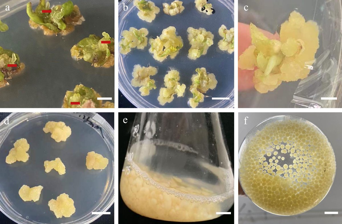 Forestry Research (@forestryres) on Twitter photo #ForestryRes #stem #callus #pathway
Endangered Sorbus caloneura has high value. Study explores optimal hormones for stem proliferation and callus culture. NAA and 6-BA show significant effects. 🌿🌱
<a href="/MaximumAcademic/">Maximum Academic</a> <a href="/FrontPlantSci/">Frontiers - Plant Science</a> <a href="/sci_plant/">Plant Science</a>
Details: maxapress.com/article/doi/10… #ForestryRes #stem #callus #pathway
Endangered Sorbus caloneura has high value. Study explores optimal hormones for stem proliferation and callus culture. NAA and 6-BA show significant effects. 🌿🌱
<a href="/MaximumAcademic/">Maximum Academic</a> <a href="/FrontPlantSci/">Frontiers - Plant Science</a> <a href="/sci_plant/">Plant Science</a>
Details: maxapress.com/article/doi/10…