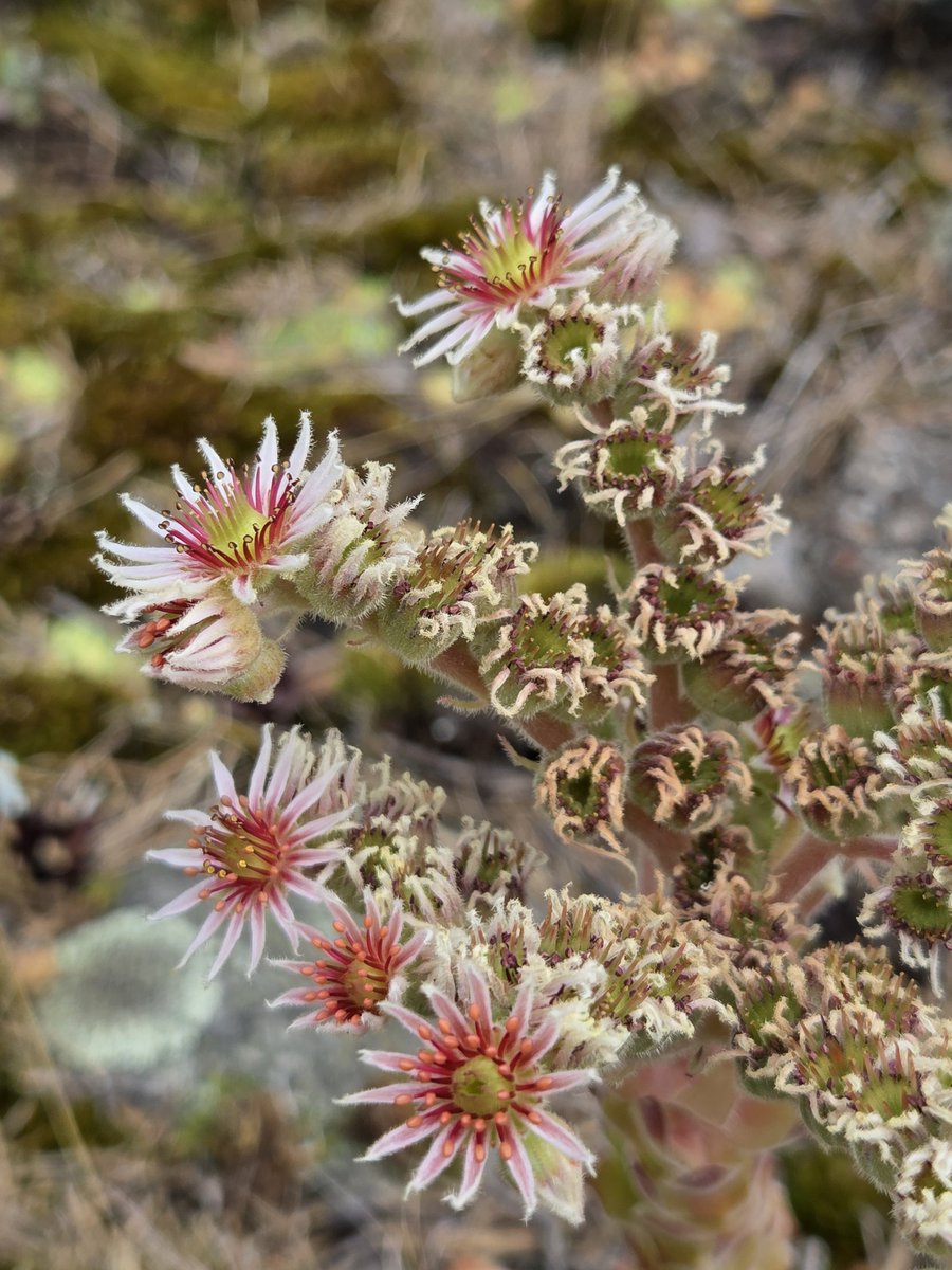 Piam68377597's tweet image. Mehitähti kukkii kauniisti kivikossa 🌸🌸🌸
#flowers