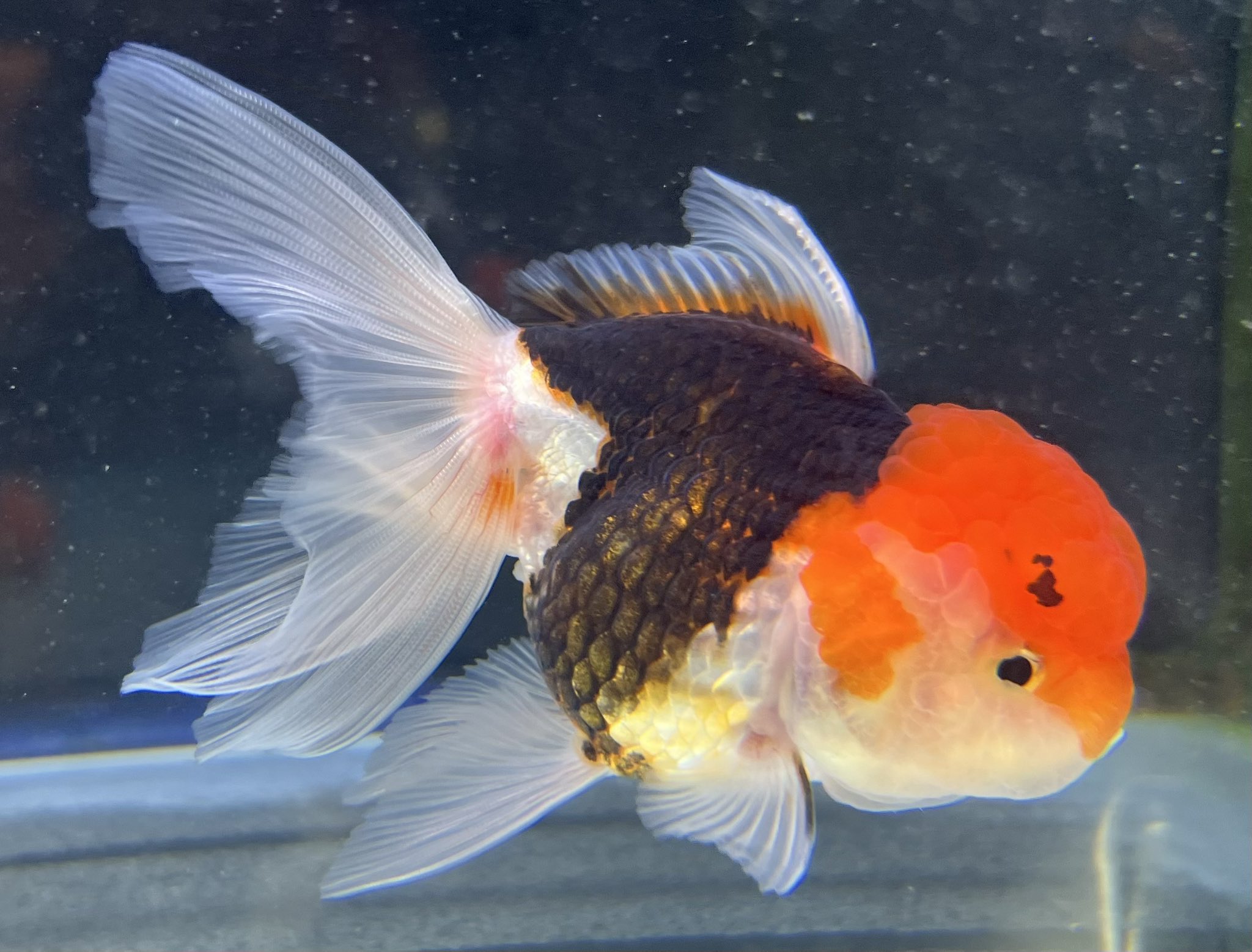 ❤ ハイカラ金魚❤ Amazon.co.jp: ジェックス GEX 金魚元気 プロバイオパワーフード