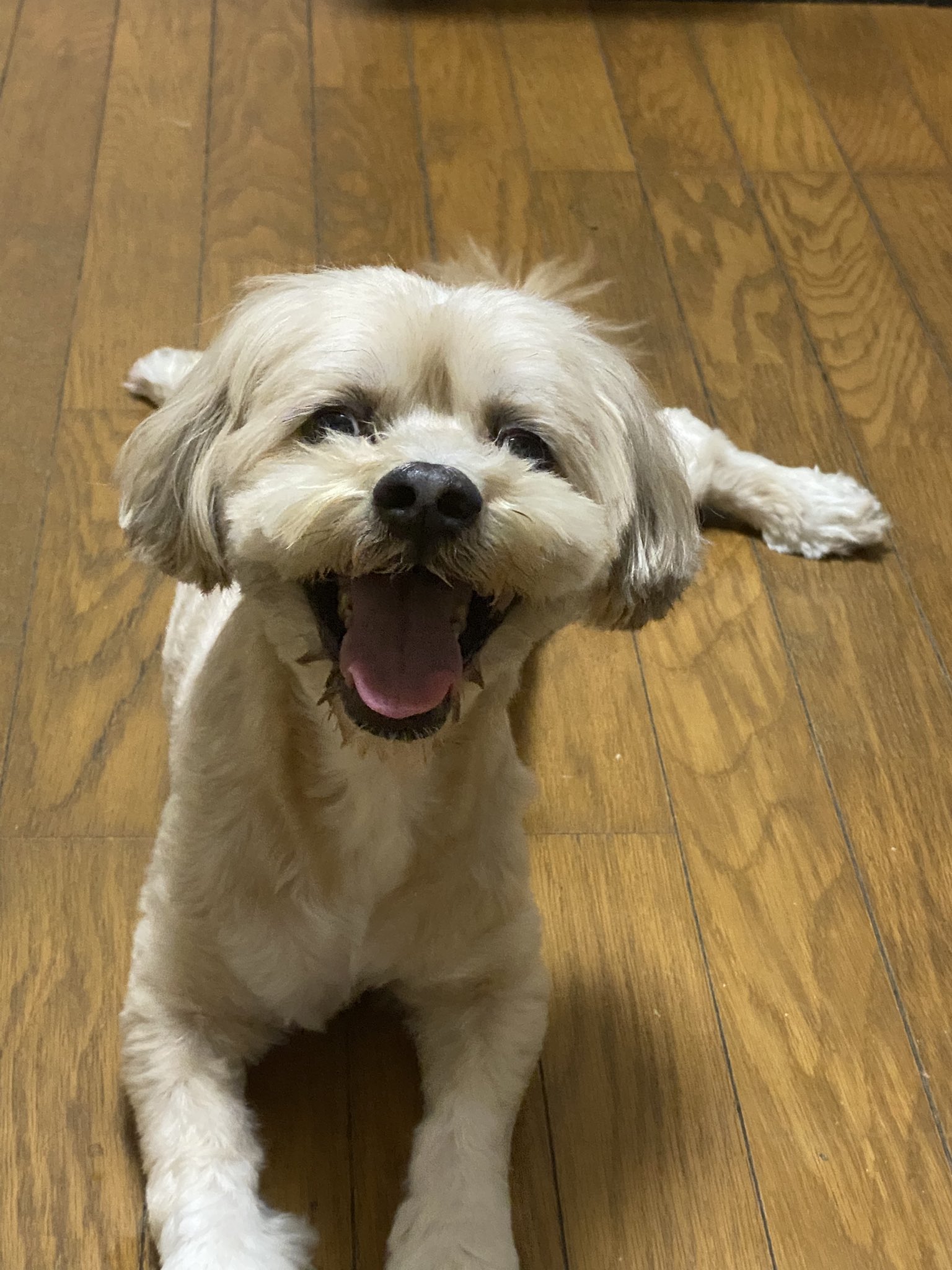 ＊ 犬神⭐️＊ 📣本日忠犬ハチ公×スケータージョンコラボNFT販売開始されました
