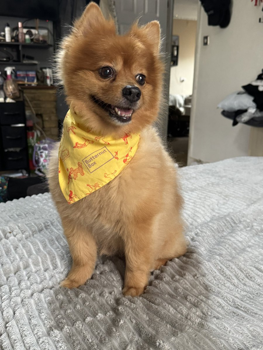 My best friend is cooler than you! #schneebs #pomeranian #vulpix