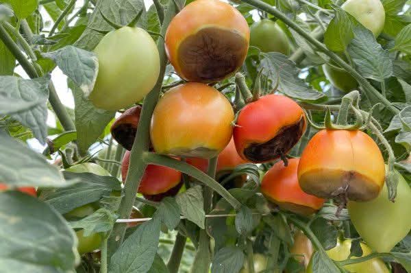 Eeeh! This is a huge loss! 
What's this disease? What causes it? How can it be controlled? 

Comment, Like and Repost. 
Follow me for daily farming News and Tips. 
#LetsFarmTogether