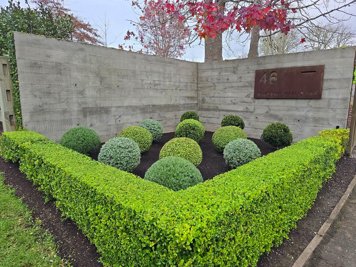 jayvanlent's tweet photo. July's pictures—we're loving how our gardens are looking! It’s so satisfying to get everything sorted and ready during winter ready for spring 😎✂️🌳 #gardens #gardening #auckland #coatesville #newzealand #livingart https://t.co/RKWus1Dddd